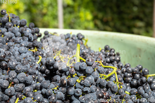 Image of red grapes in a bin harvest