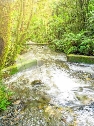 Image of a typical forest with stream in New Zealand