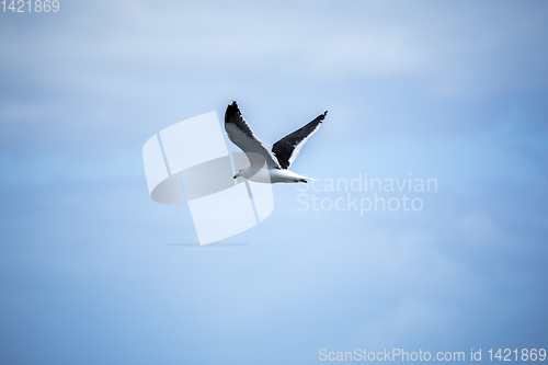 Image of seagull bird in the sky
