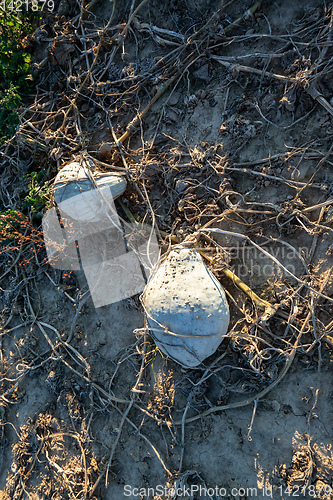 Image of typical field of pumpkin