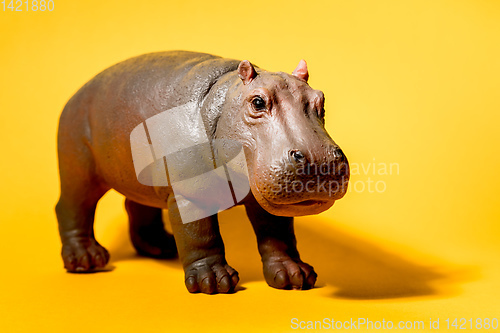 Image of hippopotamus figure isolated on red background