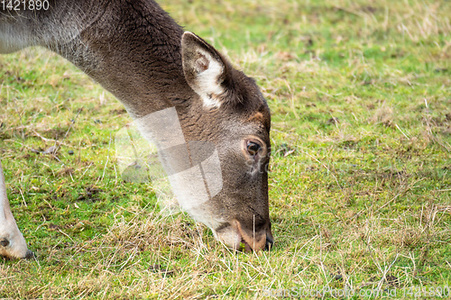 Image of eating deer in the meadow