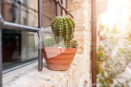 Image of cactus at a window in Italy