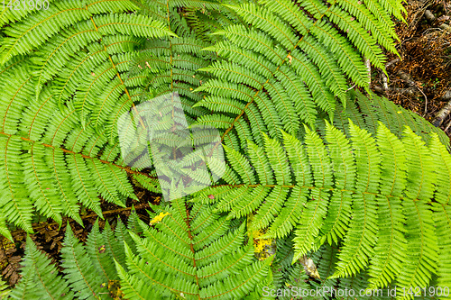 Image of a typical fern in New Zealand