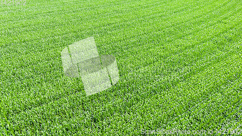 Image of green corn field texture background