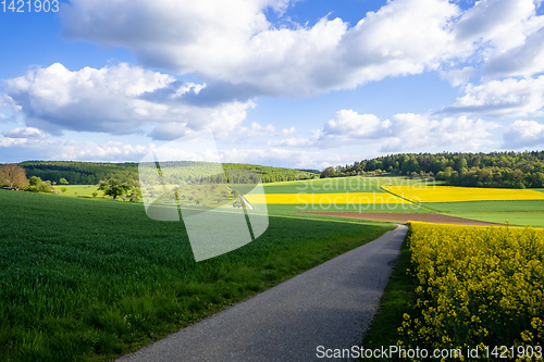 Image of rape field spring background