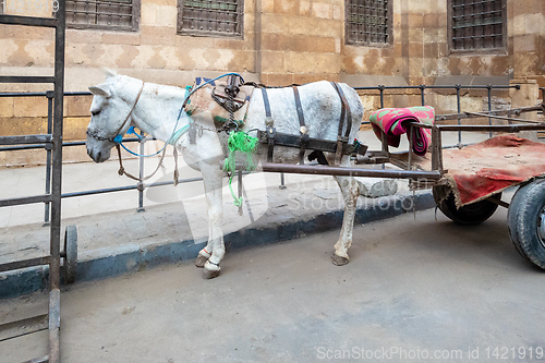 Image of donkey in Cairo Egypt