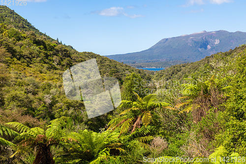 Image of volcanic activities at waimangu