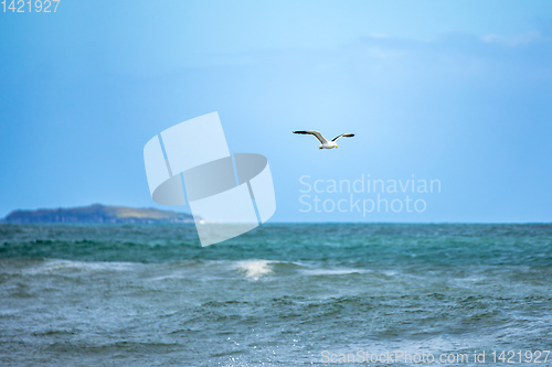 Image of seagull flying over the ocean