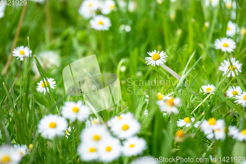 Image of daisy flowers meadow background