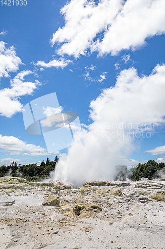 Image of Geyser in New Zealand Rotorua