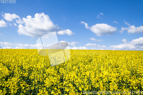 Image of rape field spring background