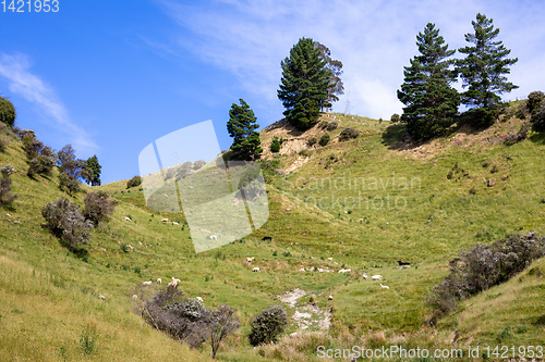 Image of some sheep in the meadow, New Zealand