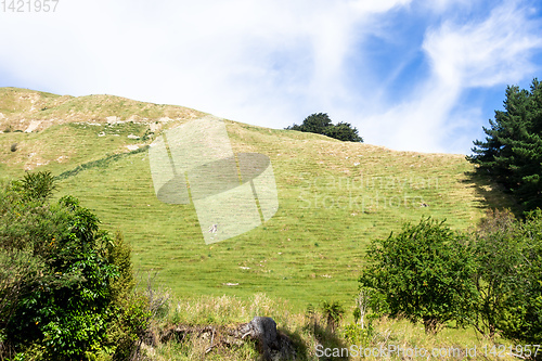 Image of typical rural landscape in New Zealand