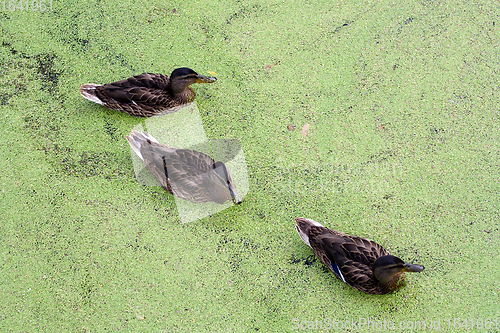 Image of Ducks in in green morass