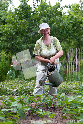 Image of Senior woman working in garden