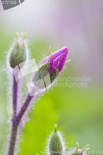 Image of spring button flowers