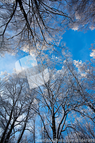 Image of Frost covered birch tree