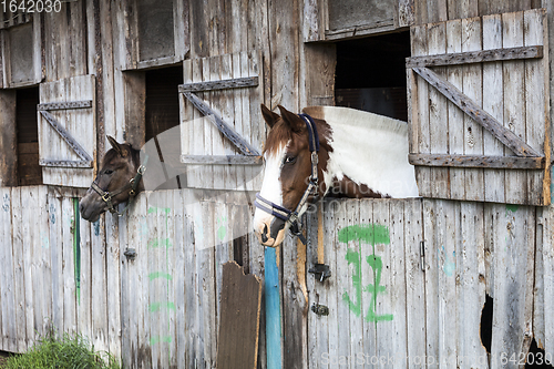 Image of Two horses in stable
