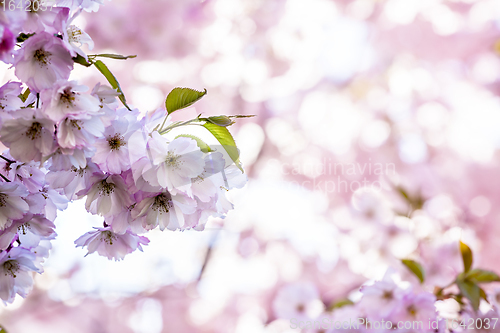 Image of Branch of Sakura Cherry with Blossoms