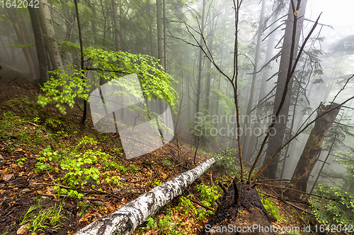 Image of Foggy forest in Romanian Carpathian mountains