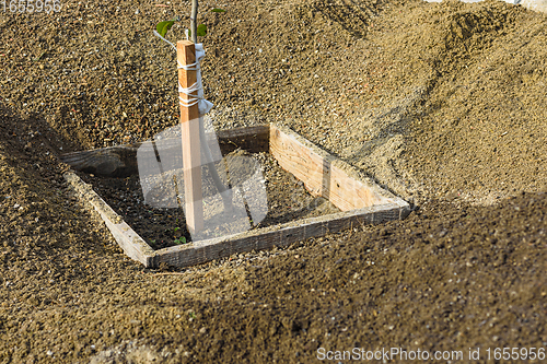 Image of A tree seedling is planted in a hole, around a heap of sifted earth