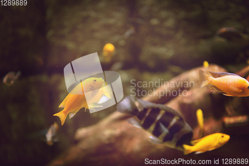 Image of aquarium with colorful fishes