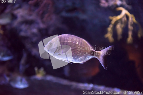 Image of aquarium with colorful fishes