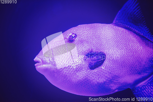 Image of fish swimming in aquarium