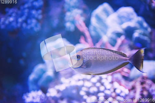 Image of fish swimming in aquarium