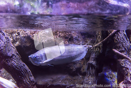 Image of fish swimming in aquarium