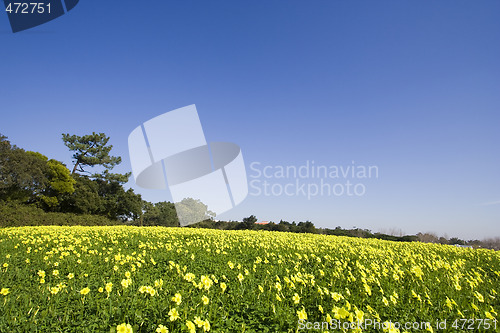 Image of The yellow field