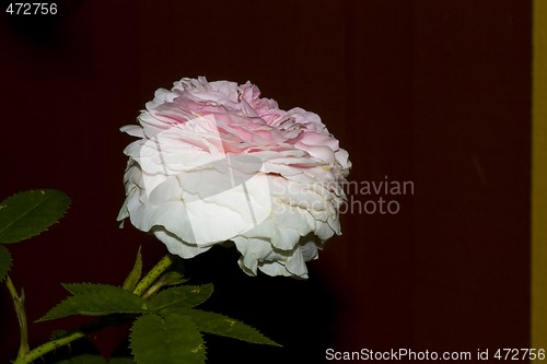 Image of Pink rose