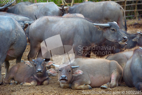 Image of Thai buffalo