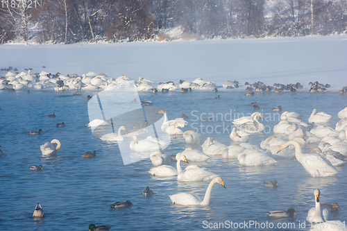 Image of Beautiful white whooping swans