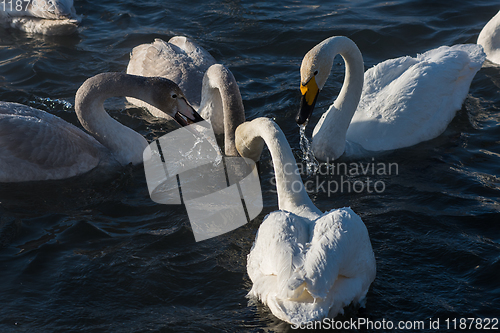 Image of Beautiful white whooping swans