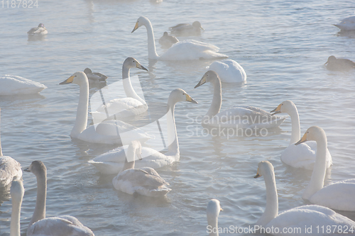 Image of Beautiful white whooping swans