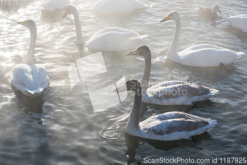 Image of Beautiful white whooping swans