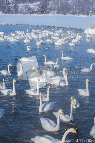 Image of Beautiful white whooping swans