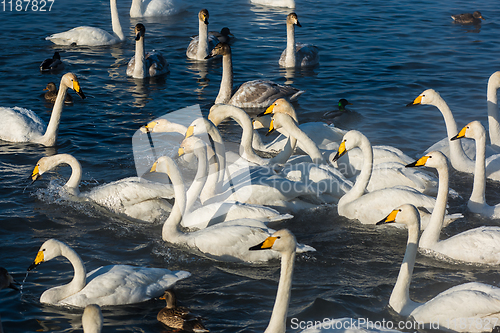 Image of Beautiful white whooping swans