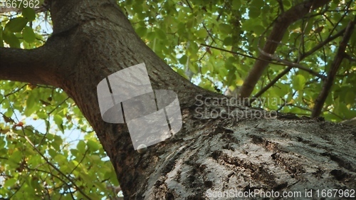 Image of Tree trunk in camera motion closeup footage