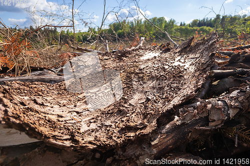 Image of piece of bark with traces of the Bark Beetle