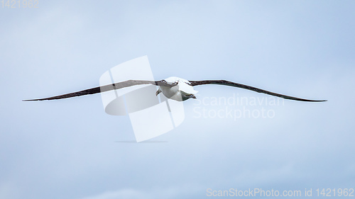 Image of Albatross bird in the sky