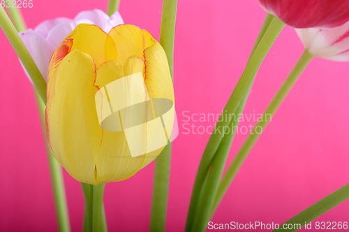 Image of spring flowers banner - yellow tulip flowers on abstract background