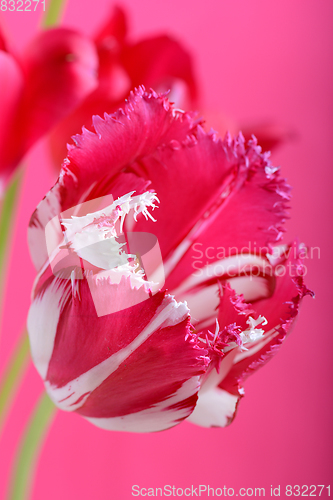 Image of spring flowers banner - bunch of pink red flowers on red background