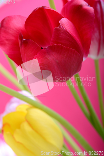 Image of spring flowers banner - bunch of red and yellow tulip flowers on red background