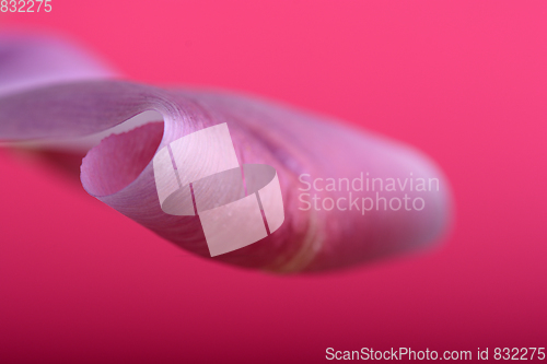 Image of spring flowers banner - pink tulip flowers on red background