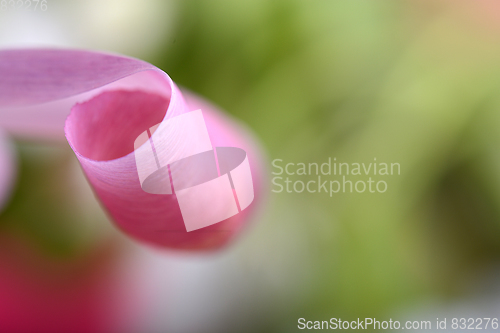 Image of spring flowers banner - pink tulip flowers on abstract background