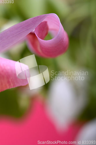 Image of spring flowers banner - pink tulip flowers on abstract background