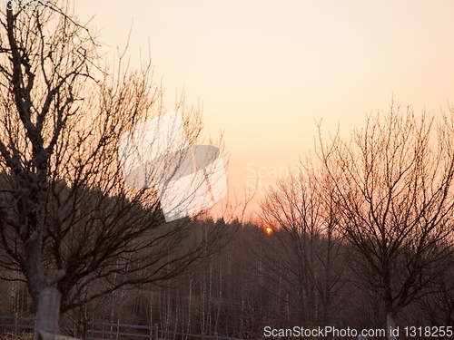 Image of forest sunset